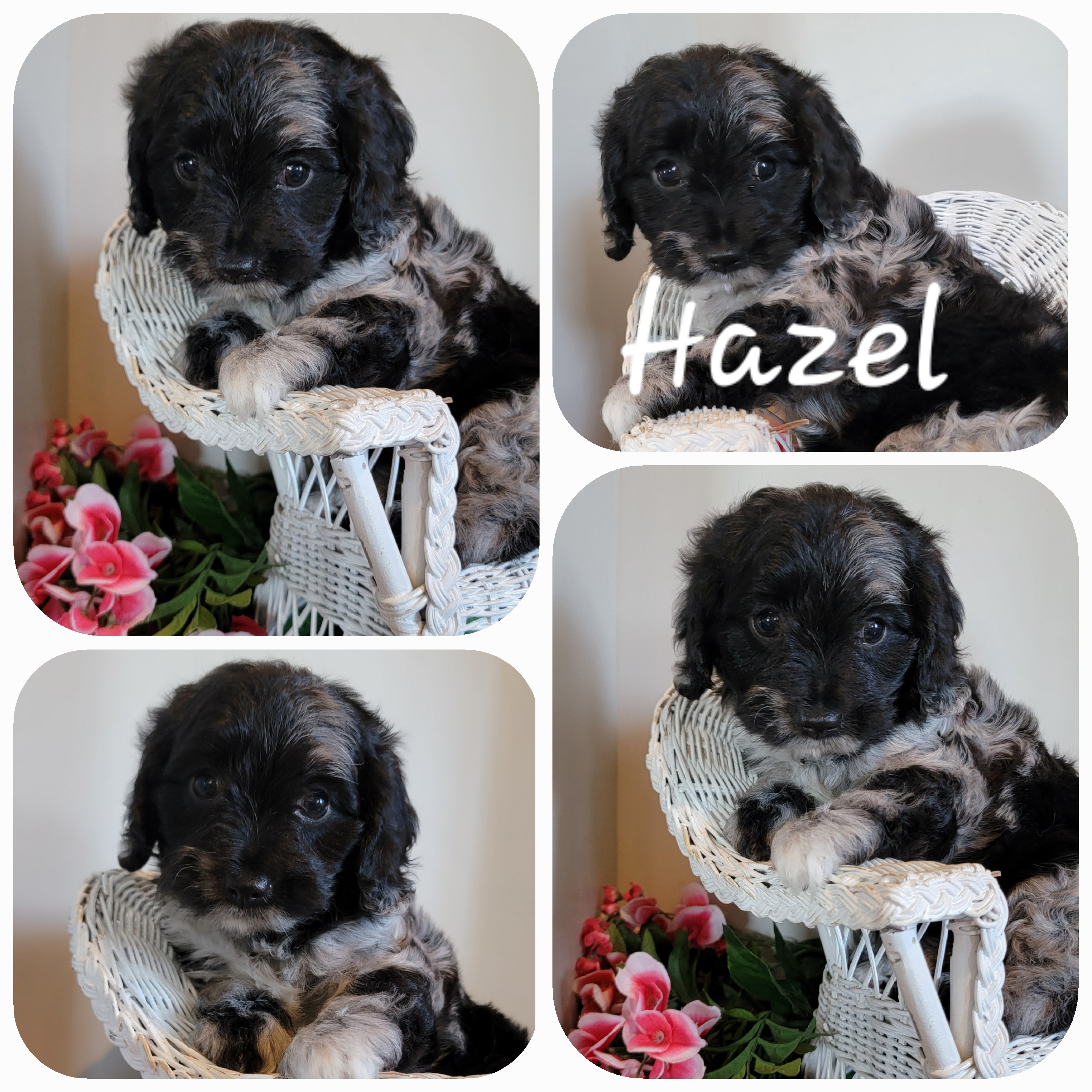 puppy, for, sale, Cava-Poo, Loren & Elaine  Nolt, dog, breeder, East Earl, PA, dog-breeder, puppy-for-sale, forsale, nearby, find, puppyfind, locator, puppylocator, aca